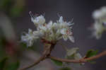 Dogtongue buckwheat